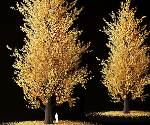 Golden ash tree