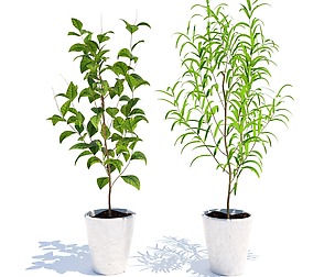 Plants collection0