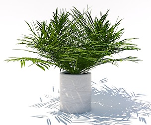 Small palm