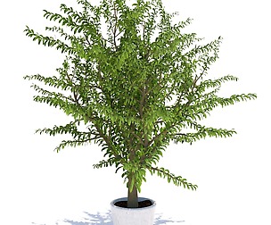 small tree