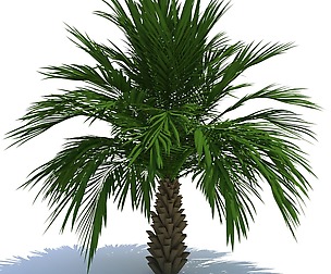 palm tree