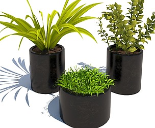 Plants collection002