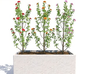 flowering bush