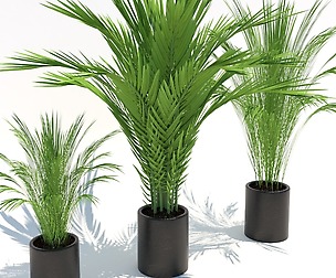 small palms