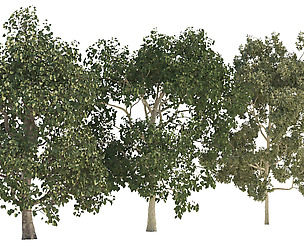 Three trees