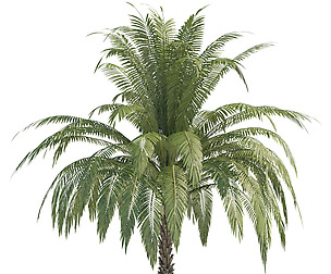 palm trees