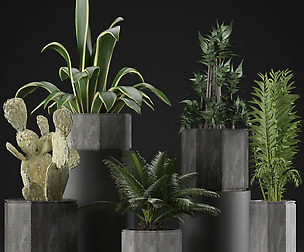 Plants Collection 26