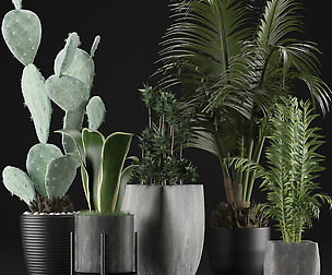 Plants Collection 21