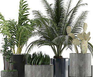 Plants Collection 20
