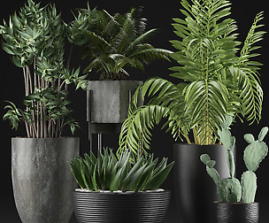 Plants Collection 19