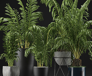 Plants Collection 18