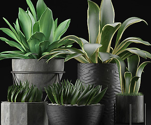 Plants Collection 15