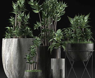 Plants Collection 14