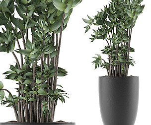 House Plant 18