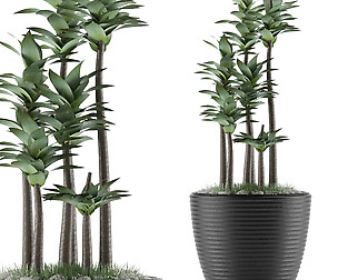 House Plant 19