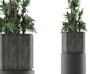 House Plant 20