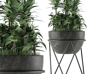 House Plant 21