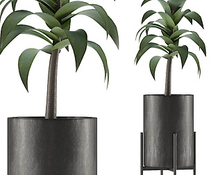 House Plant 22