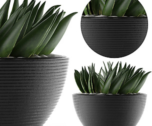 House Plant 23