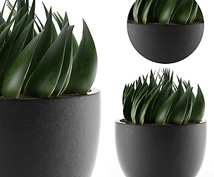 House Plant 24