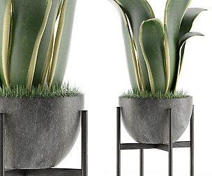 House Plant 25