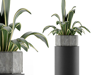 House Plant 26