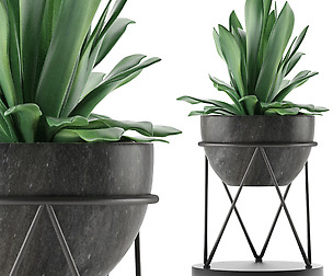 House Plant 27