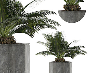 House Plant 28