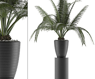 House Plant 29