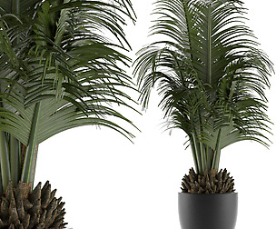 House Plant 30