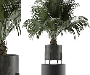 House Plant 31