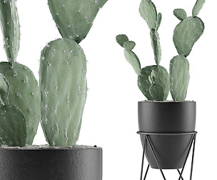 House Plant 33