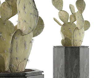 House Plant 34
