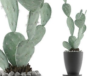 House Plant 35