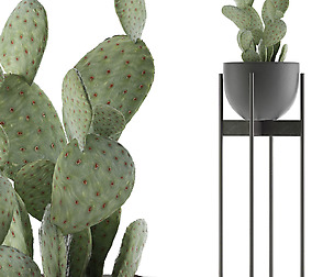 House Plant 36