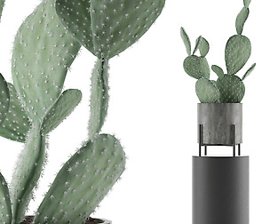 House Plant 37