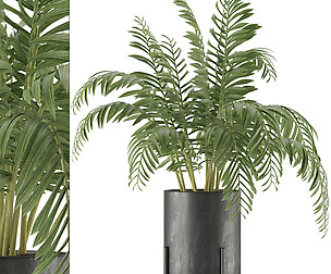 House Plant 38