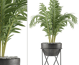 House Plant 39