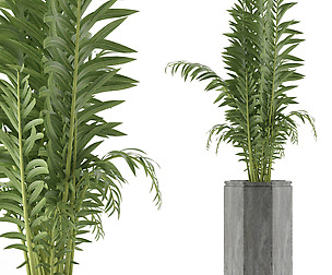 House Plant 40