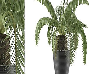 House Plant 41