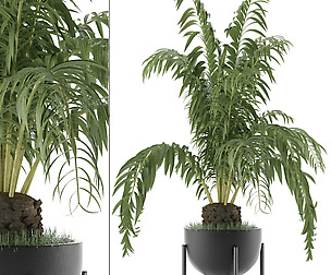 House Plant 42