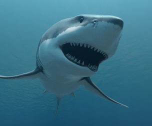 Great White Shark
