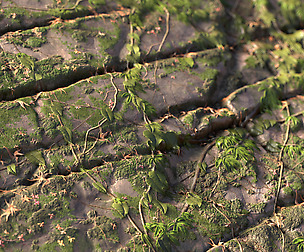 Substance Overgrown Rock