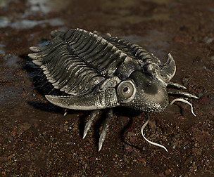 Trilobite 01 - Metopolichas