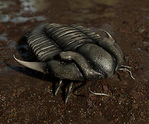 Trilobite 02 - ILLAENUS TAURICORNIS