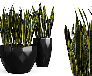 sansevieria snake plant