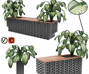 Aglaonema