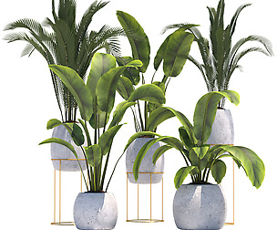Plants collection2