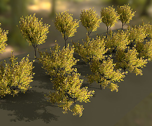 Yughues Yellow Bush
