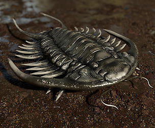 Trilobite 03 - PARACERAURUS EXSUL